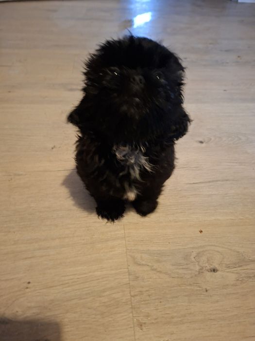 Pieski shih tzu.