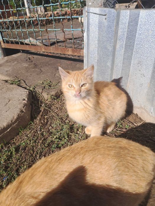 Віддам безкоштовно кошенят