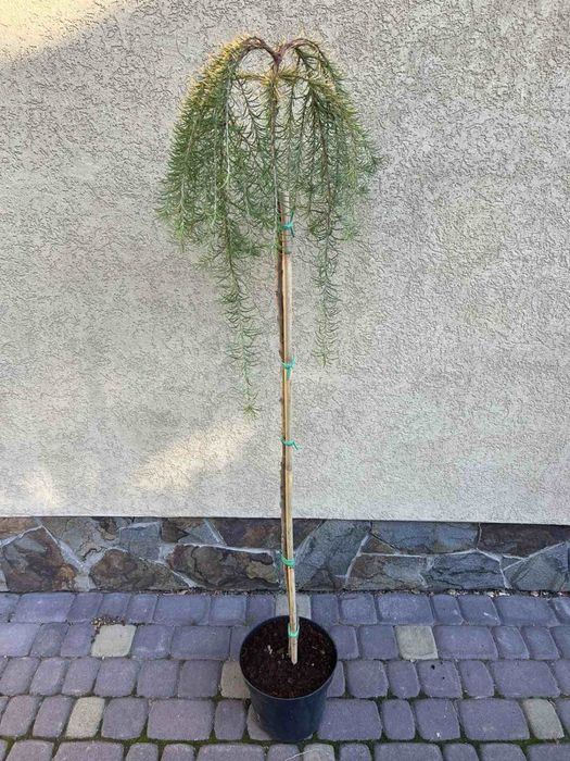 Модрина на штамбі 1м-2.20м