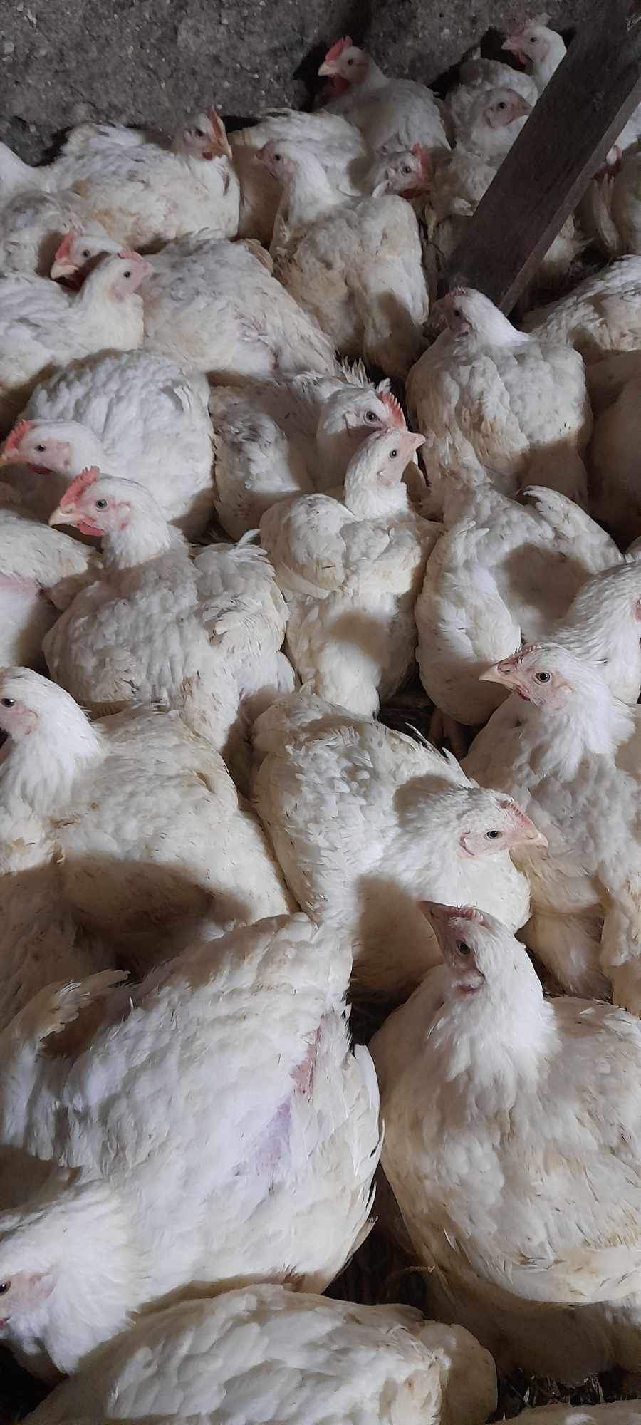 Brojler kurczaki