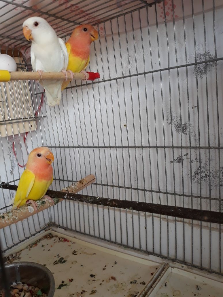 Vendo Roseicollis