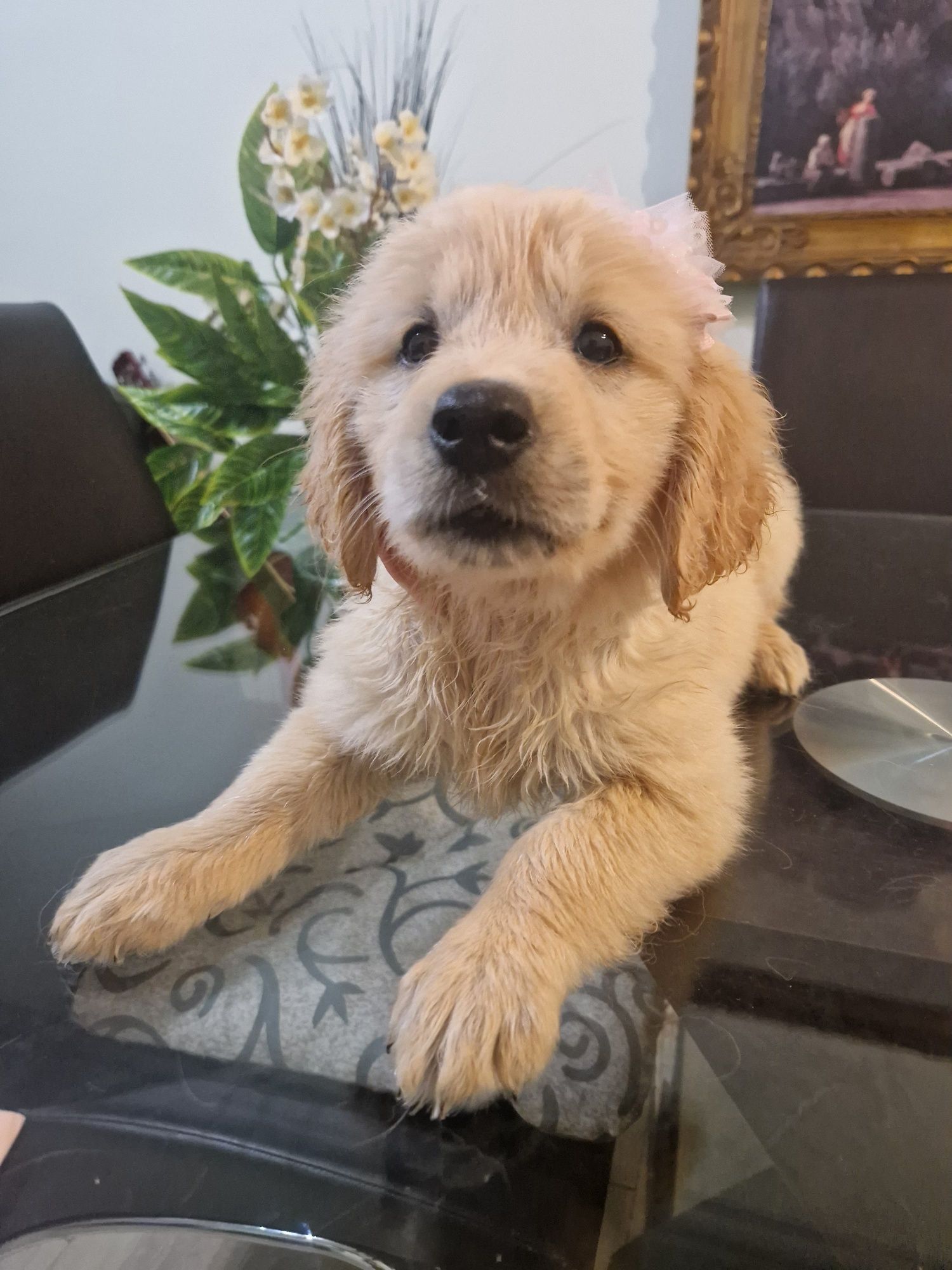 Golden Retriever com LOP