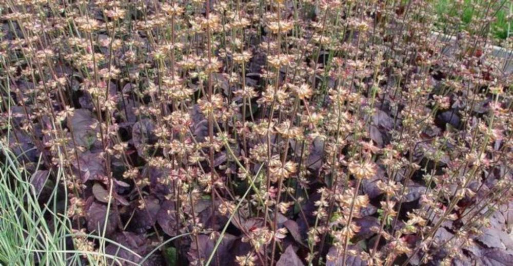 SZAŁWIA Purple Knockout - sadzonki w doniczkach !!