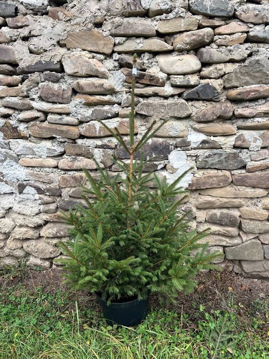 Жива ялинка в горщику