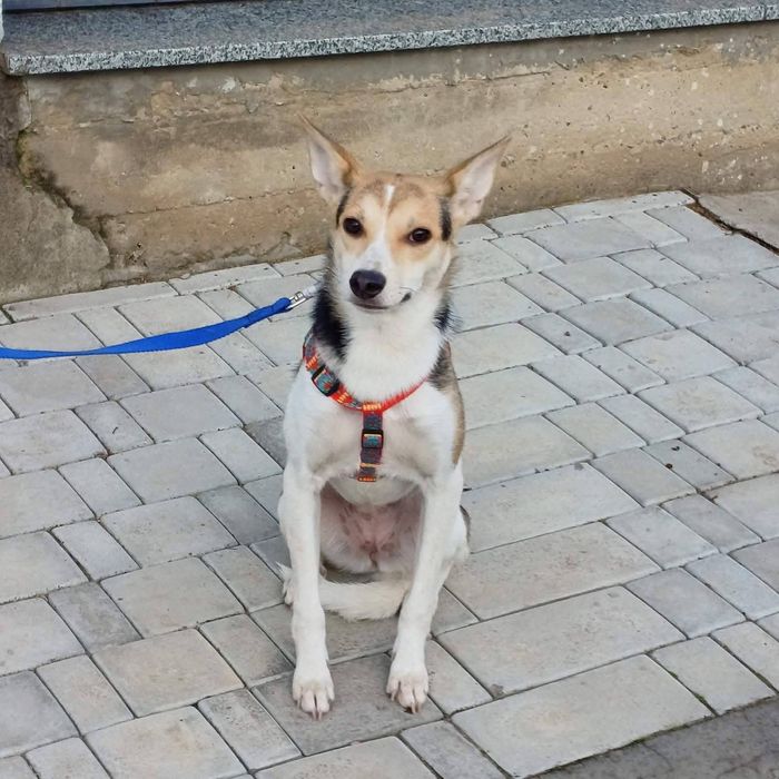 Микка мелкая собачка