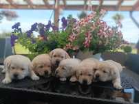 Labrador Retriever szczenie biszkopcik po ojcu z pochodzenia FCI