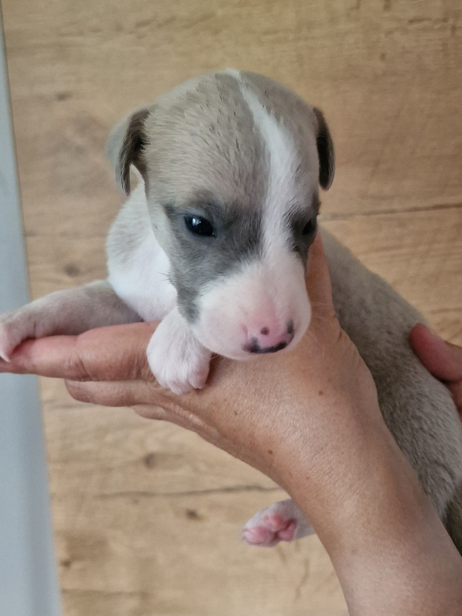 whippet chart angielski piesek