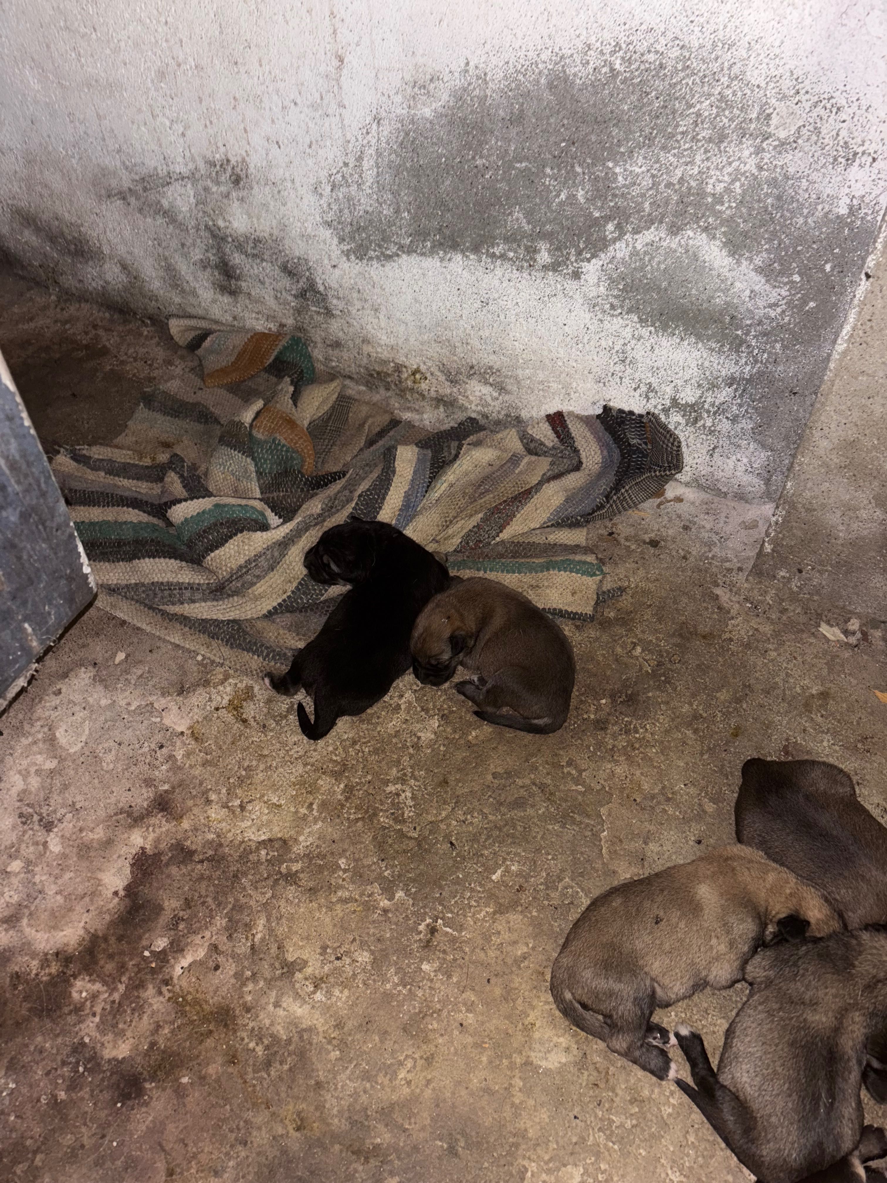 Cães GRATUITO para adoçao
