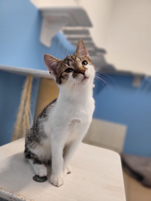 4 miesięczny kociak Labubu do adopcji