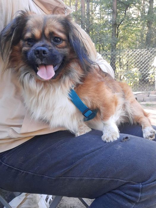 Pekinczyk młody pies do adopcji 3 lata
