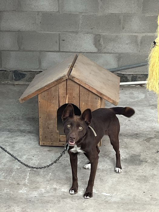 Собака шукає нову родину