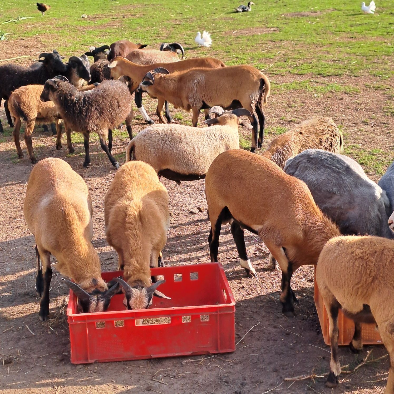 Sprzedam barany kameruńskie