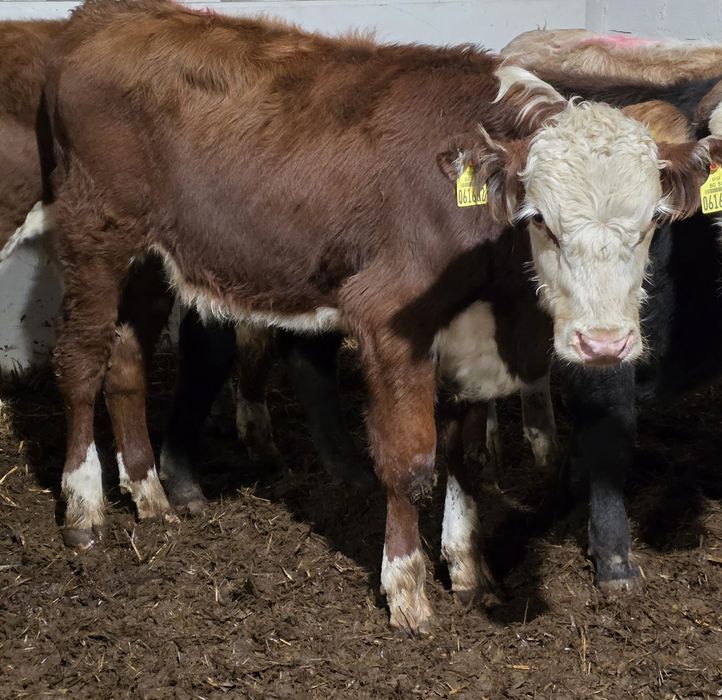 Jalówki miesne 10 sztuk waga okolo 230 kg