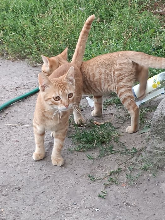 Oddam kotki w dobre ręce