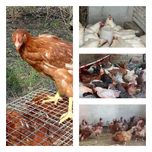 Продам кури несушки! Доставка безкоштовна. Тростянець Вінницька обл!