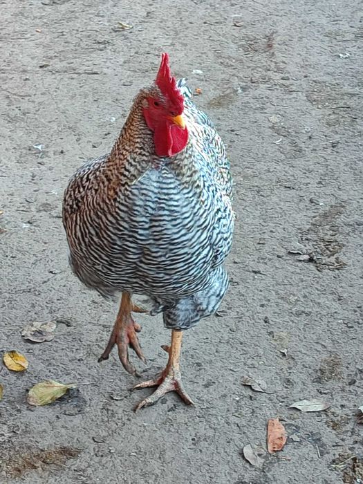 Кури породи амрокс