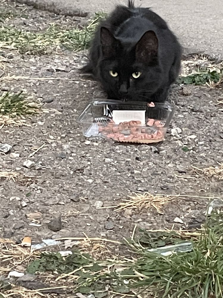 Котенок кошка черная пушистая