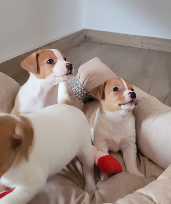 Jack Russell Terrier Śliczny Szczeniak Gotowy na zmianę domu