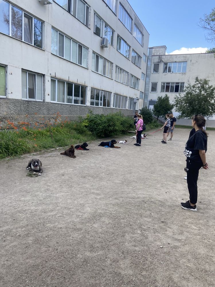 Дрессировка собак школа К9profischool