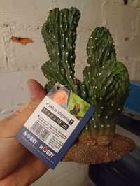 Kaktus victoria 1, HOBBY do terrarium