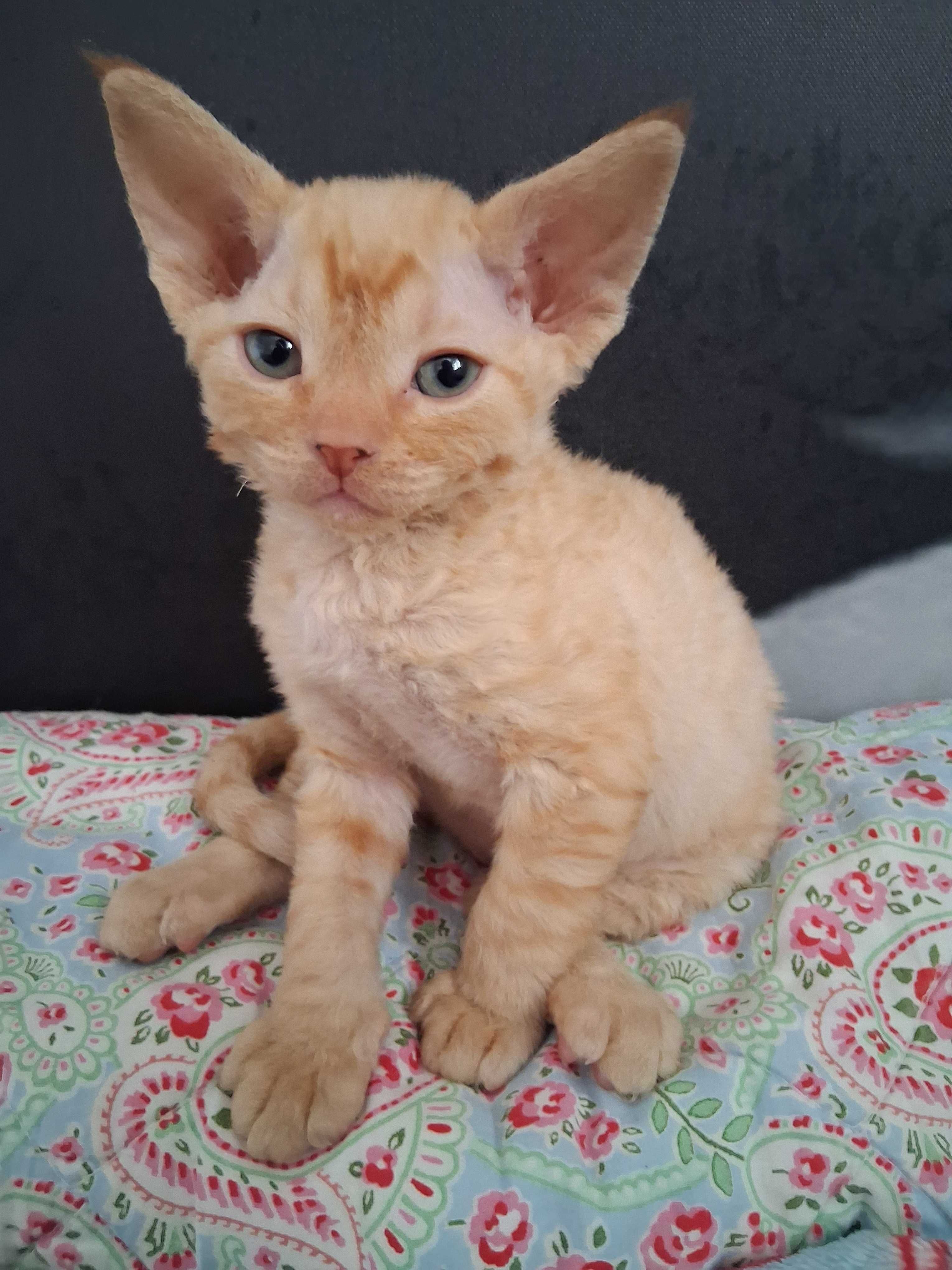 Devon rex, rudy kocurek, miziak, FPL