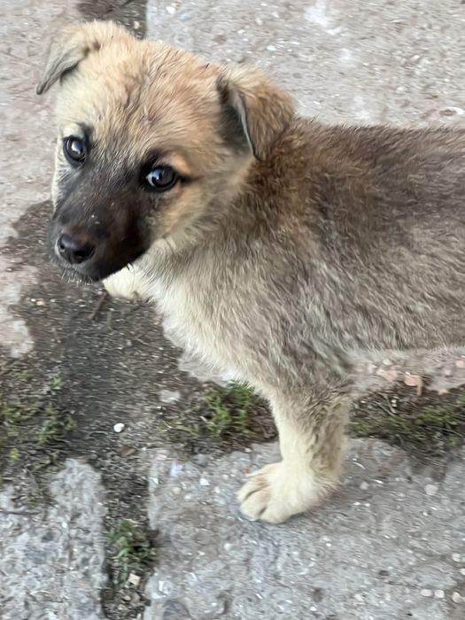 Отдаем щенков, в хорошие руки