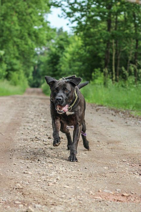 Diego - cudowny pies do adopcji mix labrador/pitbull