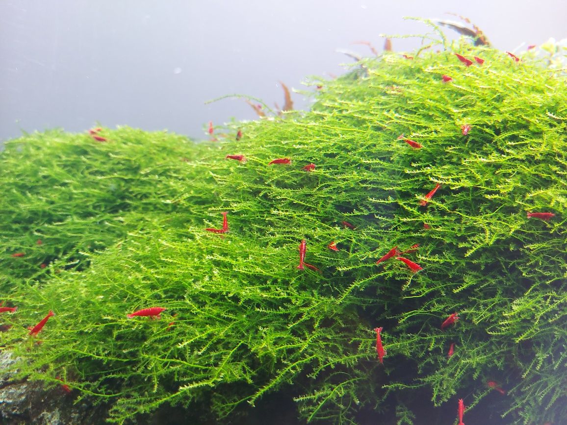 Krewetki Neocaridina Bloody Mary WYSYŁKA