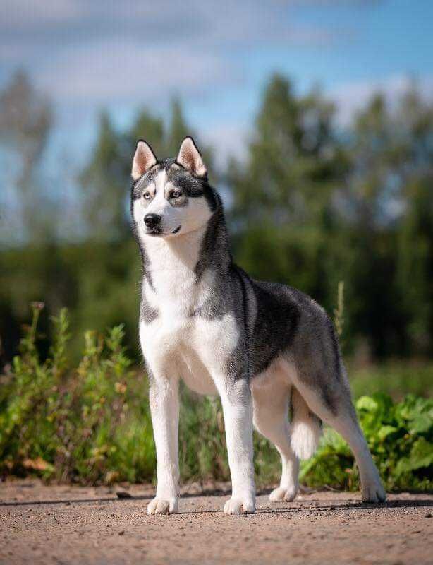 Siberian husky samiec rodowód ZKwP uprawnienia hodowlane