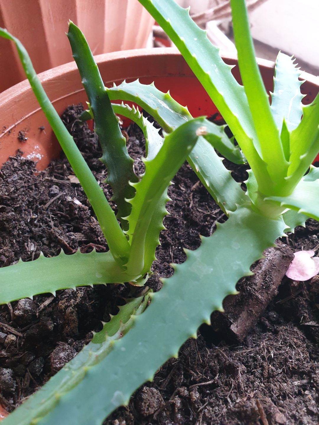 Aloes drzewiasty dwie sadzonki