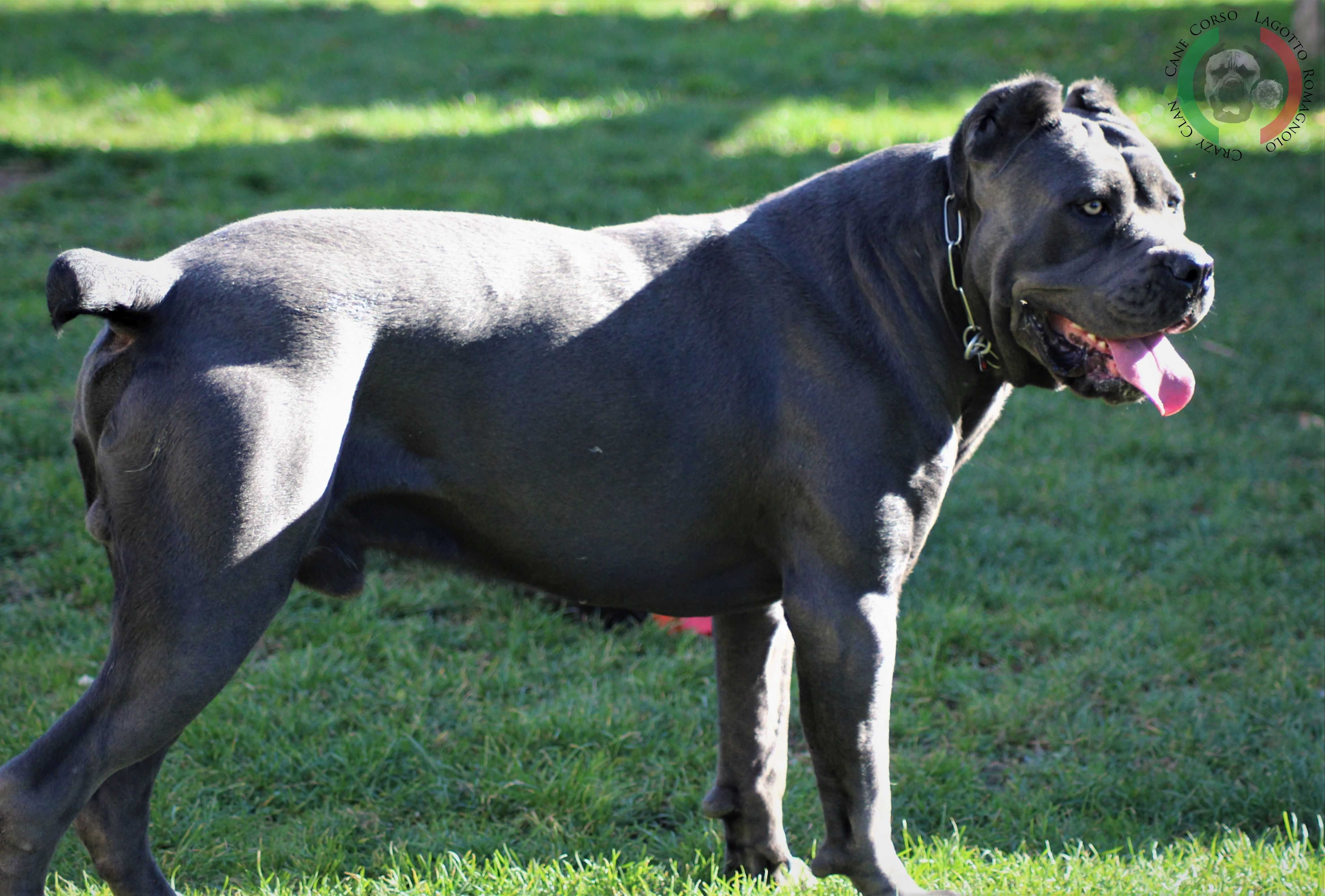 Reproduktor Cane Corso Italiano WEPAR Crazy Clan krycie ZKwP FCI