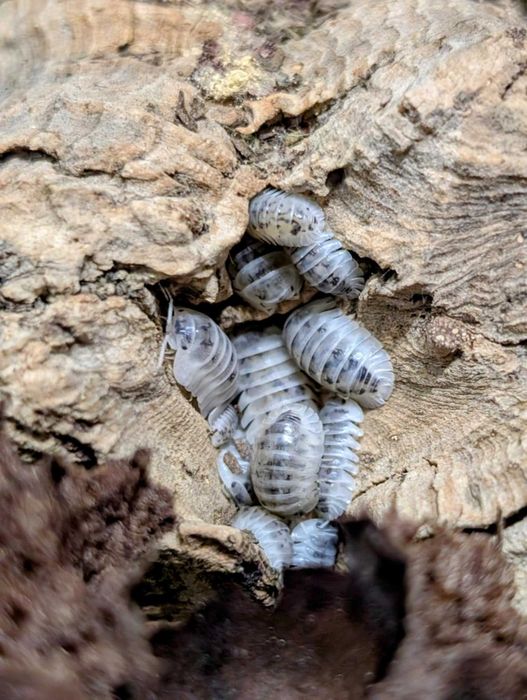 Isopody izopody Nesodillo Arcangelii Shiro Utsuri 20szt