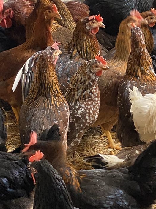 Galinhas legorne