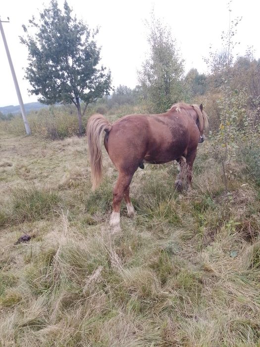 Продам пару коней лошиця 4роки кінь 9років