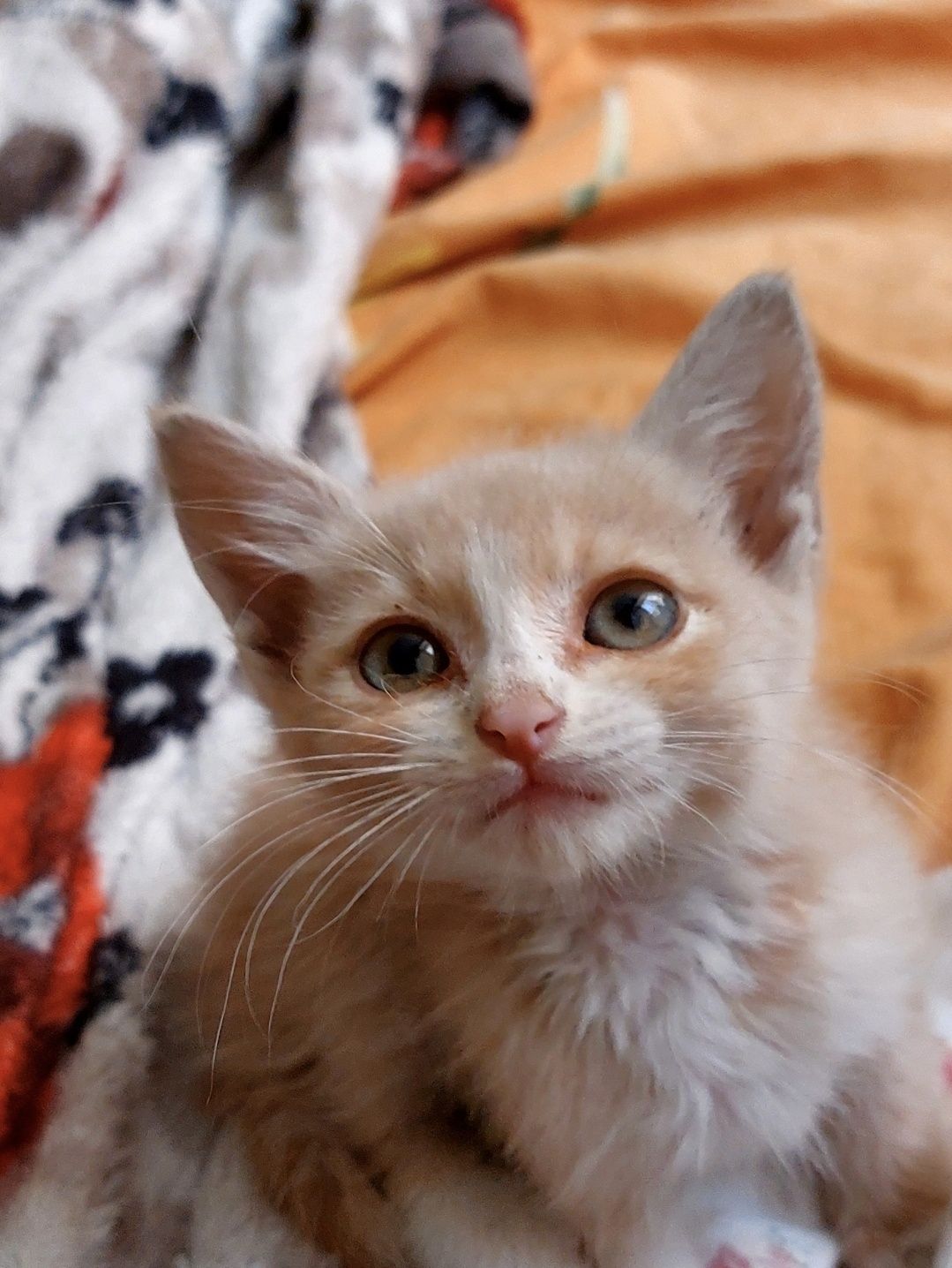 Віддам кошеня хлопчик