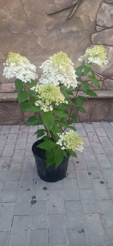 Продам метельчатую гортензию.