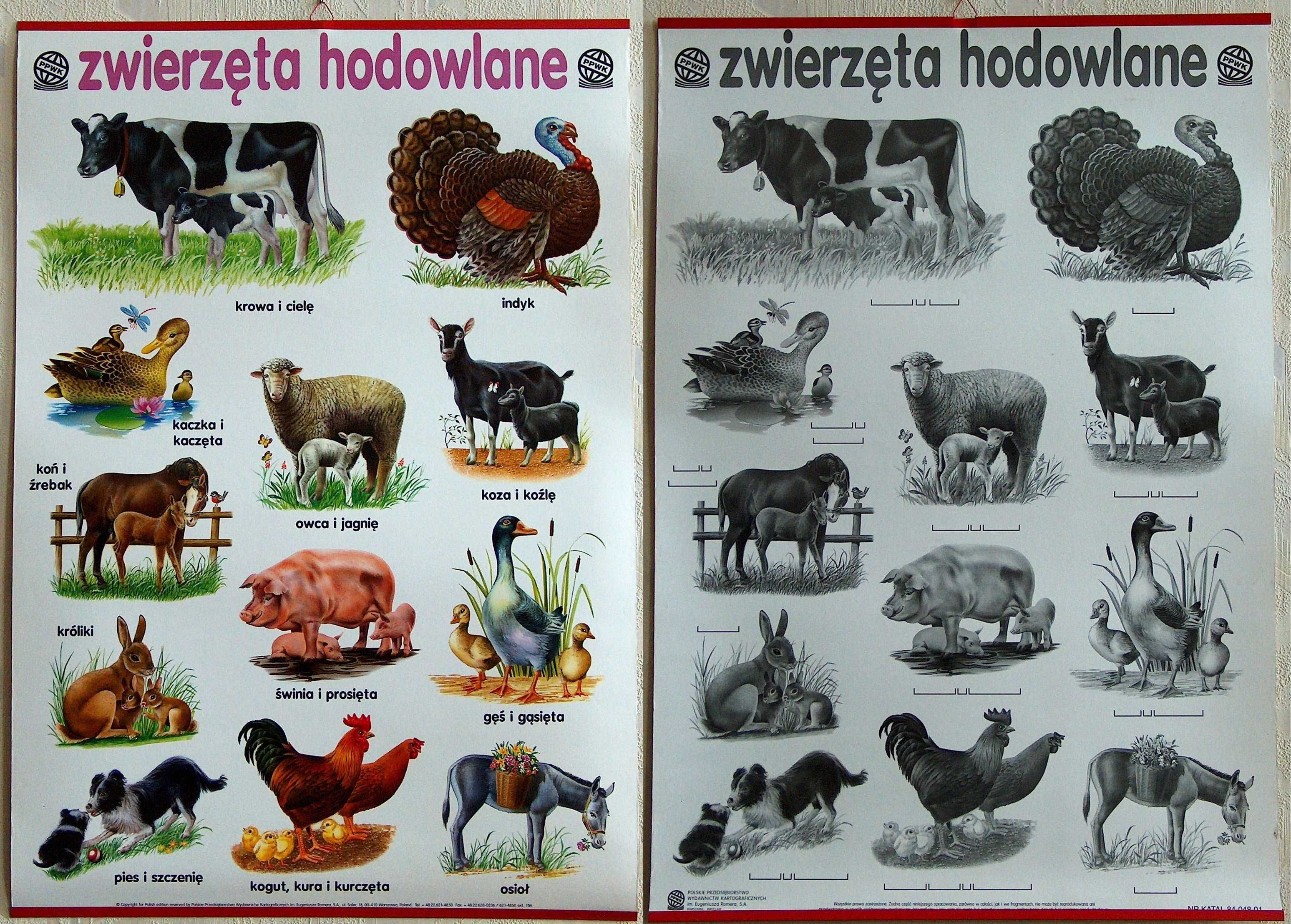 Plansze edukacyjne – szkoła podstawowa