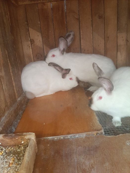 Кроли Калифорния 7мес.