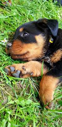 Oddam szczeniaki suczki rasy typu rottweiler