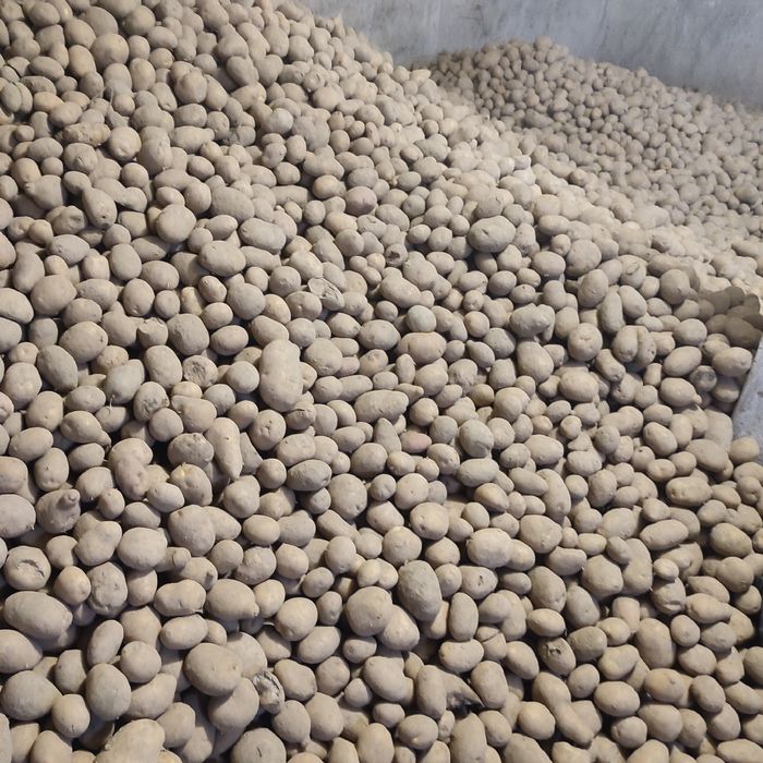 Ziemniaki jadalne tajfun