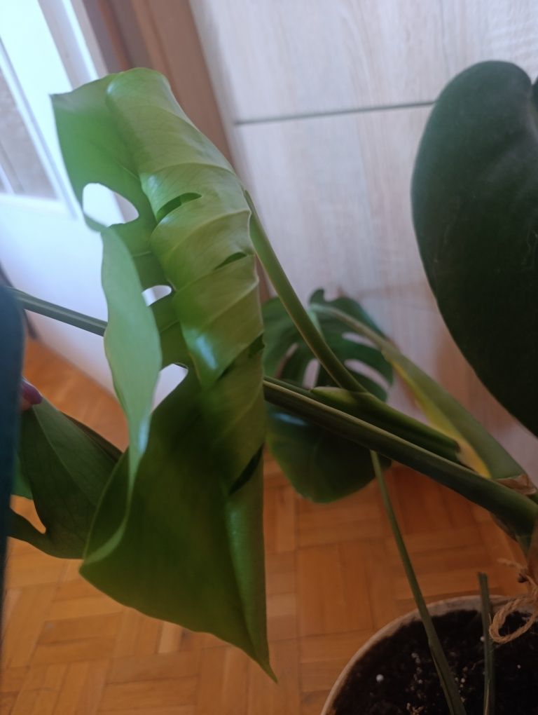 Monstera dziurawa