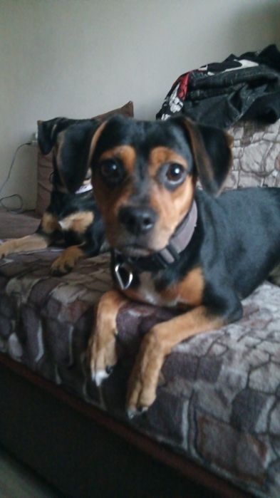 psy sanok mają ponad rok do oddania razem