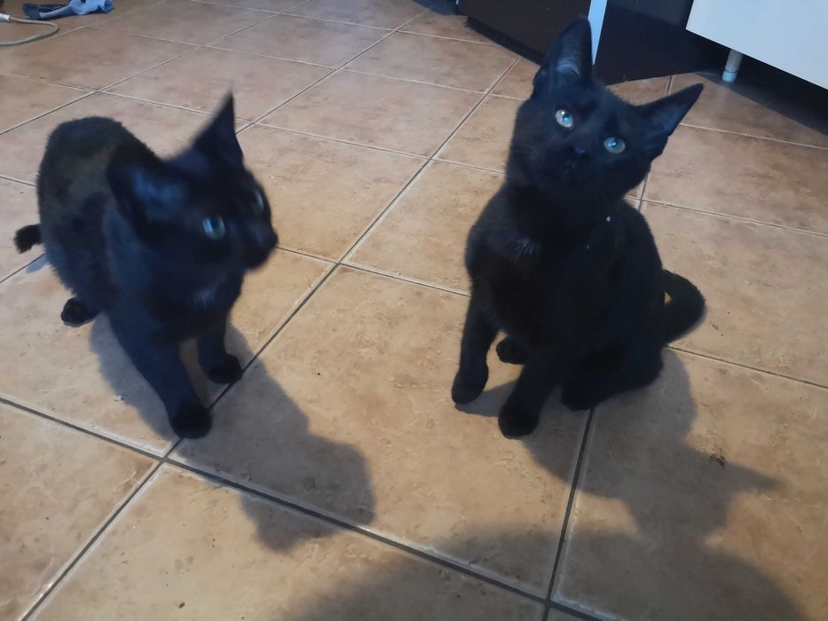 Bury kotek do oddania