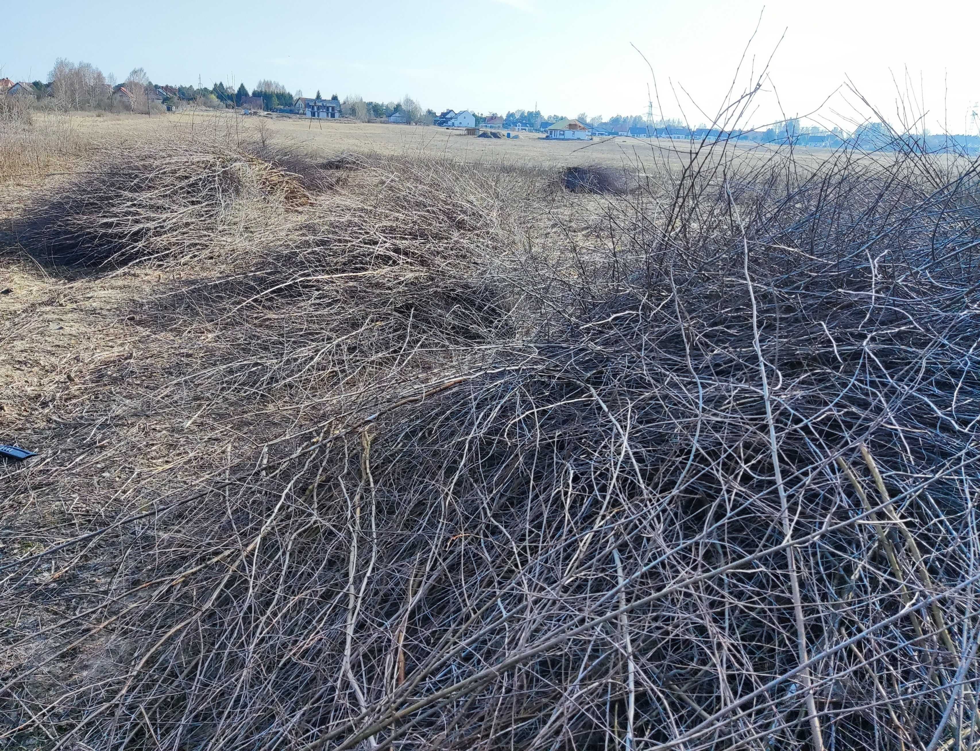 Oddam drewno / gałęzie po wycince samosiejek