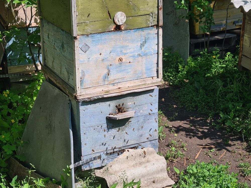 Продам пчел украинская степная