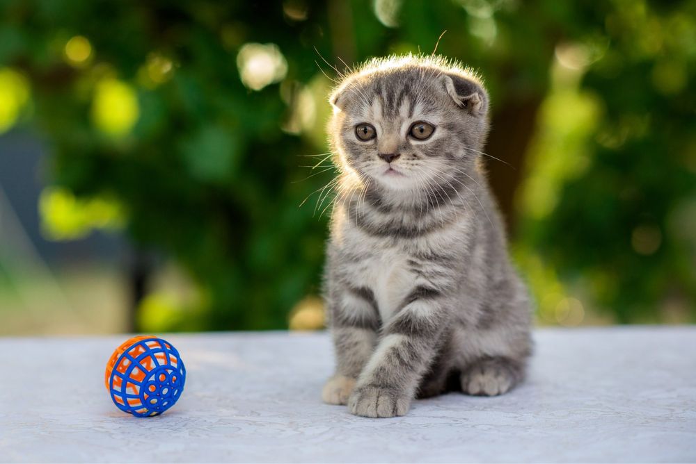 Котята скоттиш фолд ( шотландская вислоухая)