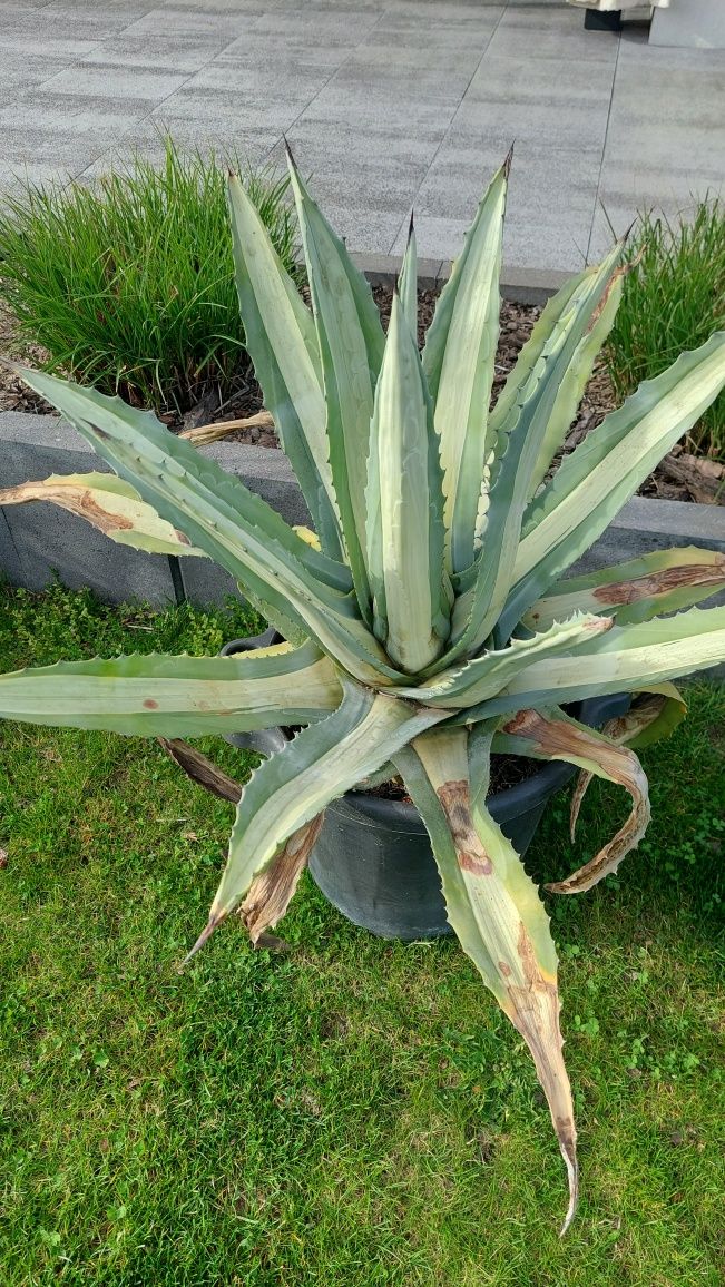 Agave medio-picta alba agawa bardzo duża odmiana kolekcjonerska