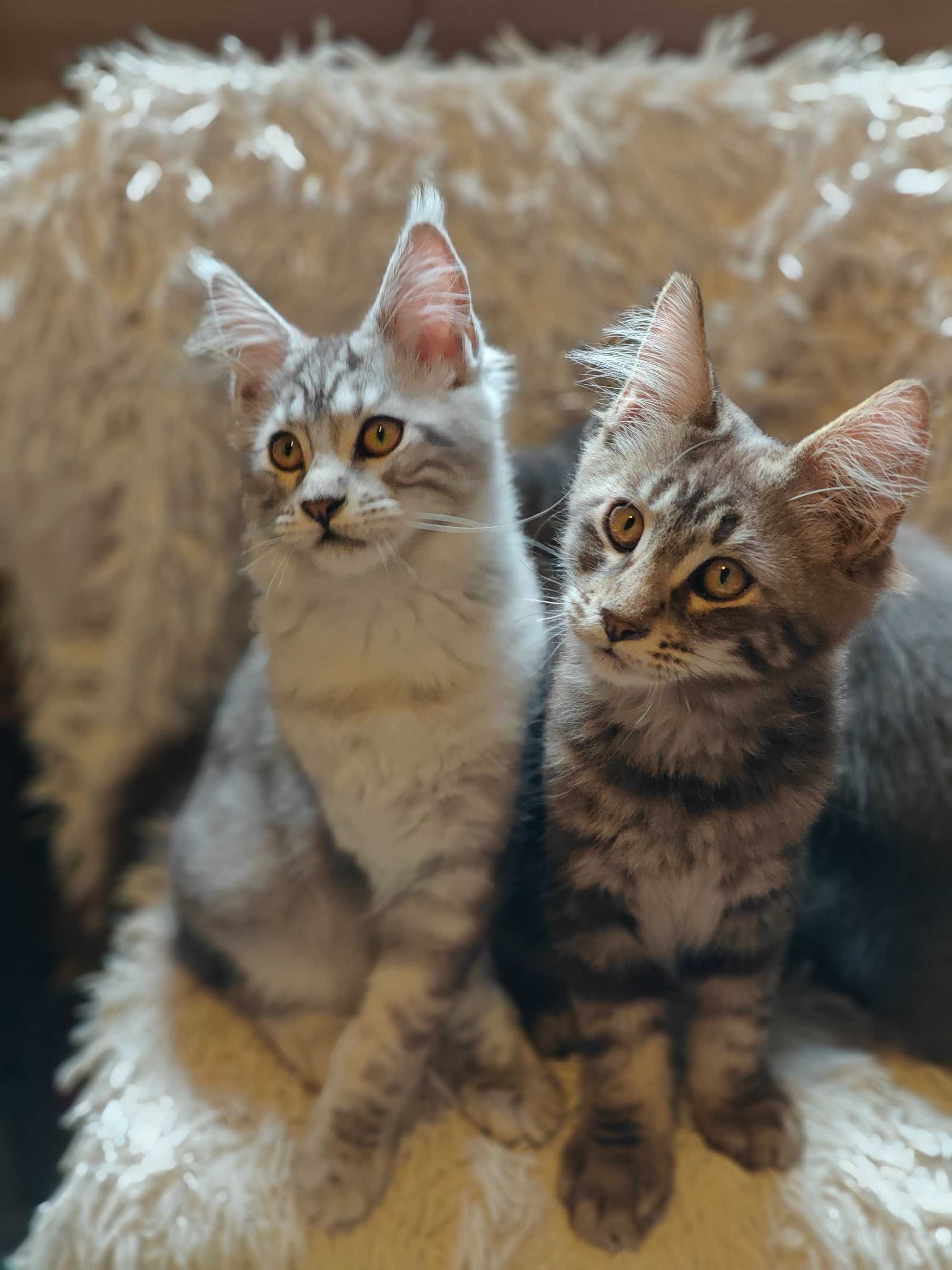 Kocięta Mco Maine coon fpl ccf niebieski dymne kotki kocur do hodowli
