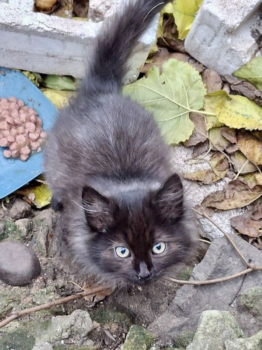 котик, кошеня, кіт