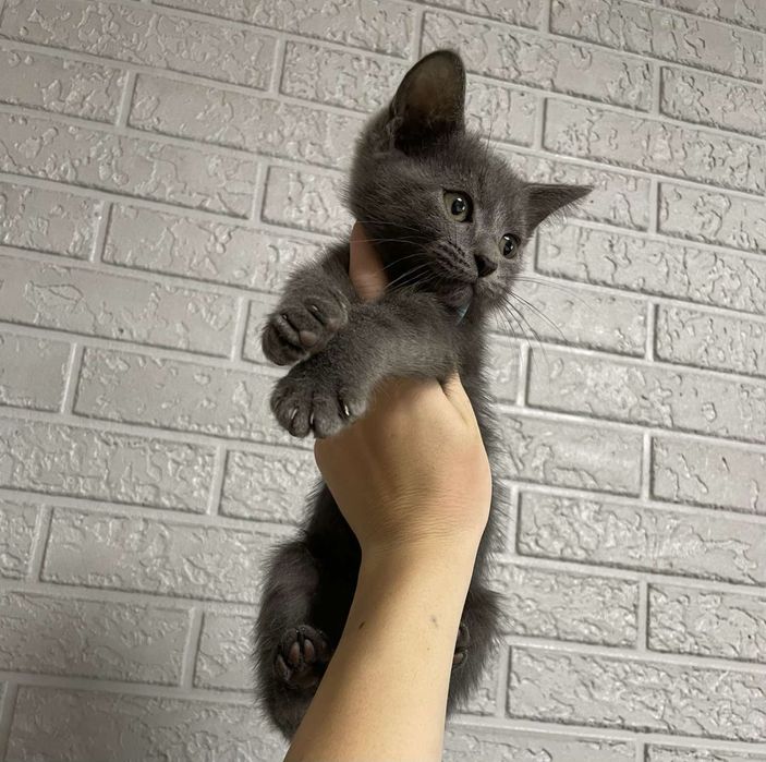 Британские котята